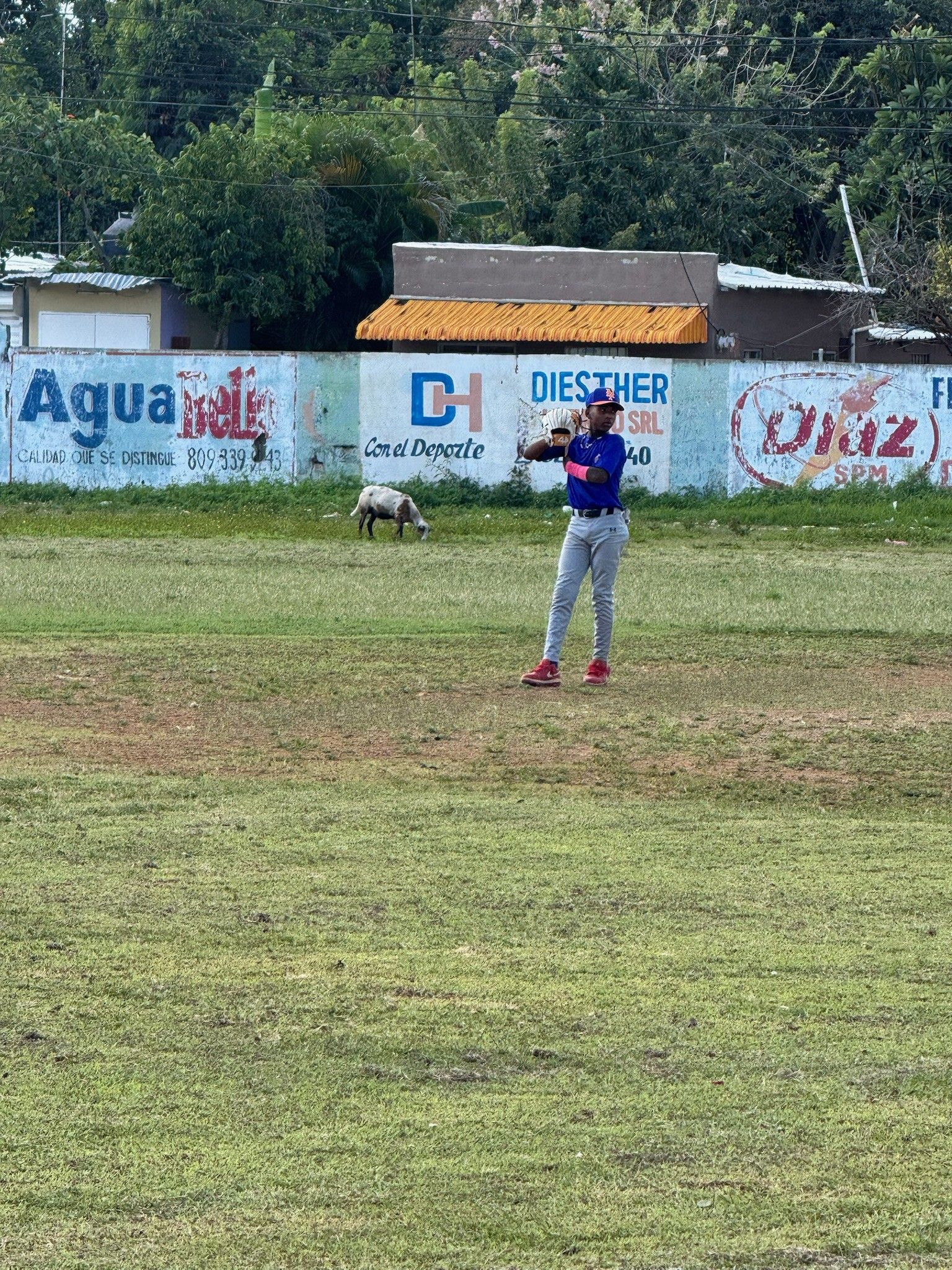 Field With Goat 1773413934420